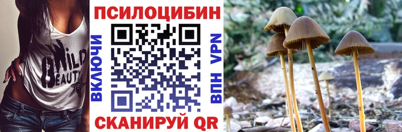 Купить  Прохладный  Псилоцибиновые грибы Psilocybe 
